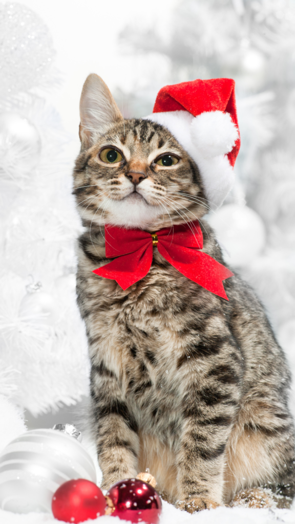 Christmas cats wallpaper