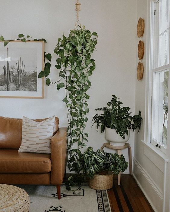 hanging plants for small apartment decorating ideas